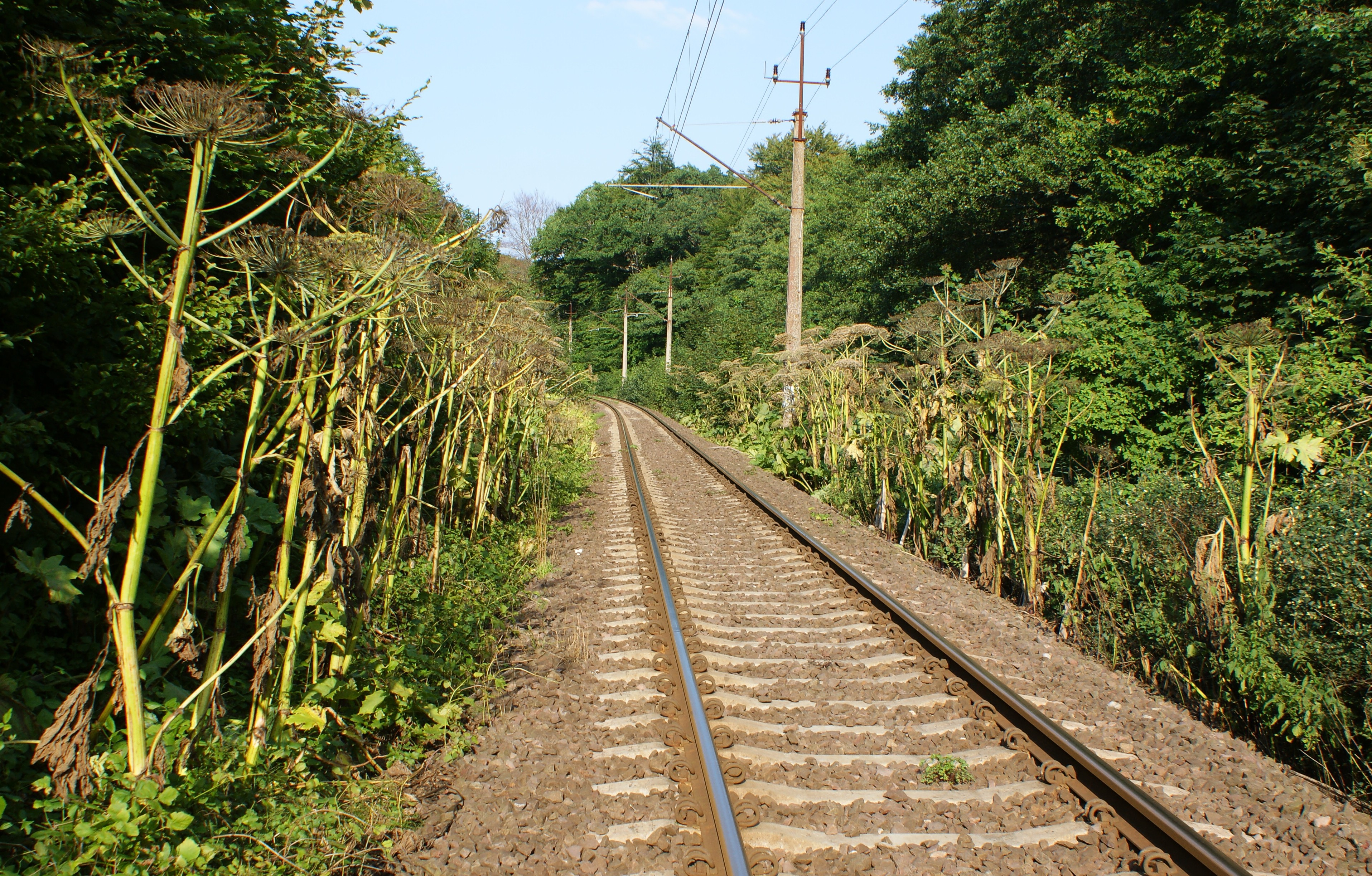 barszcz sosnowskiego rosnący w pobliżu torów kolejowych.jpg