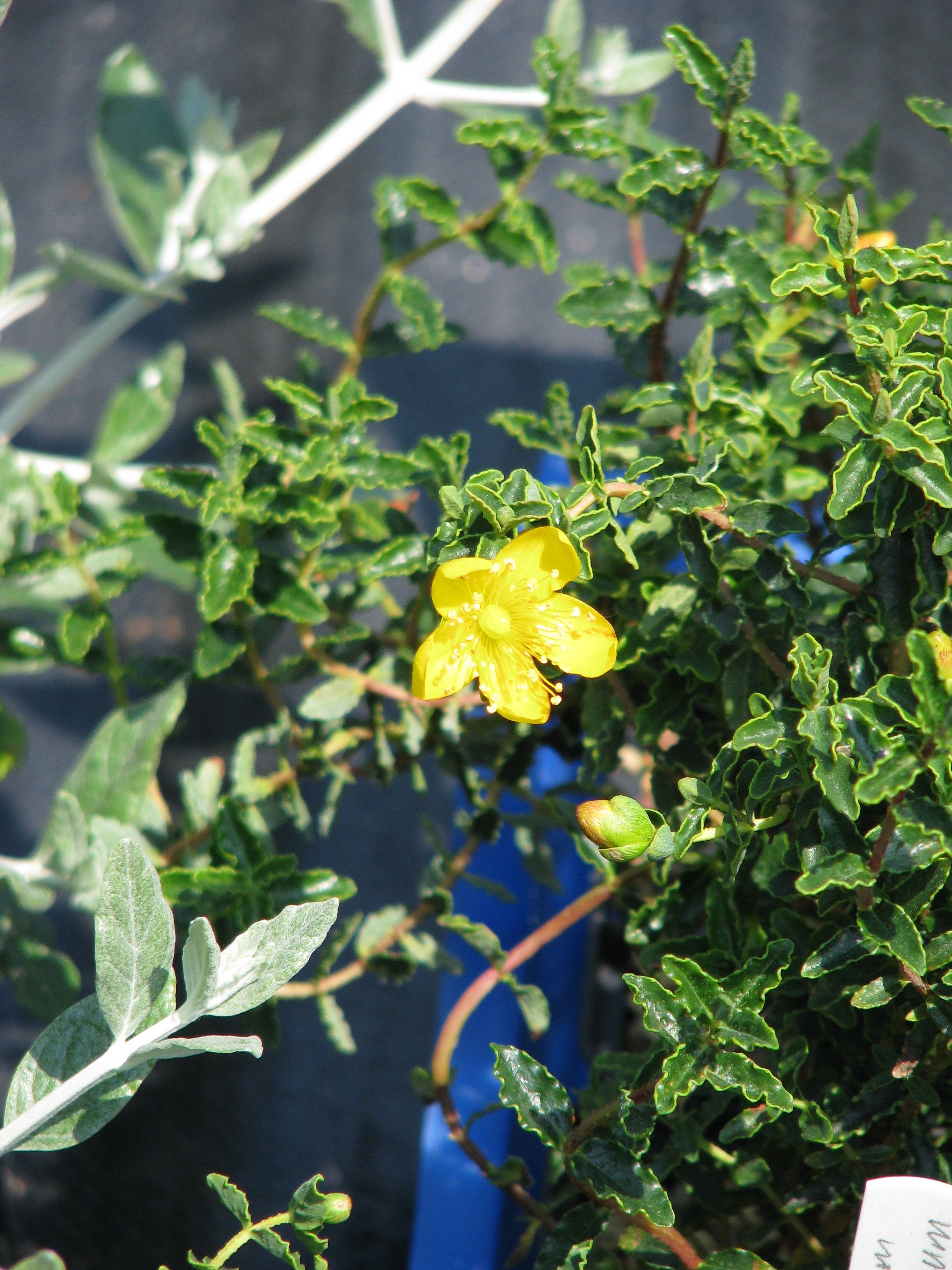 Hypericum balearicum (8977519074).jpg