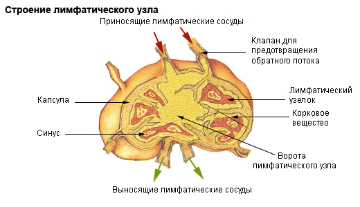 File:Illu lymph node structure ru.png