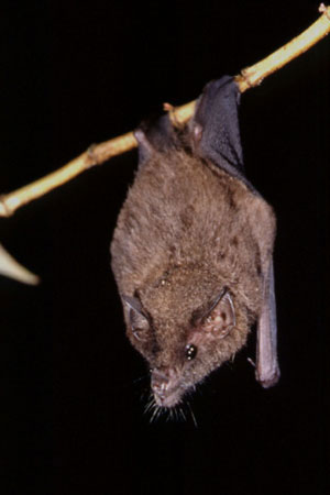 The average adult weight of a Geoffroy's tailless bat is 15 grams (0.03 lbs)