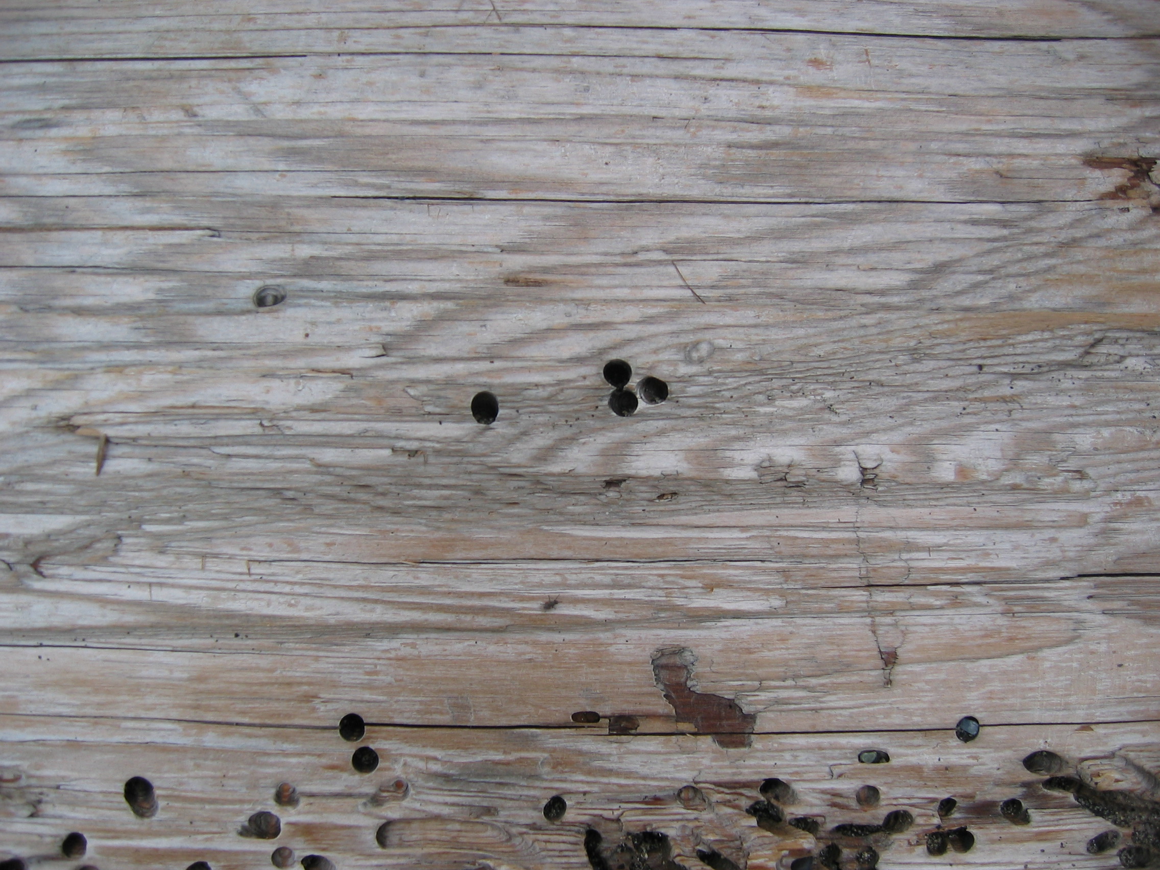 грибок на деревянной столешнице
