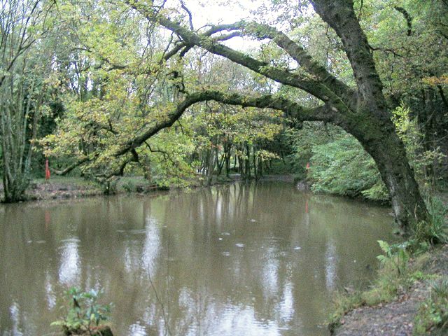 Lake in Clyne Valley Country Park - geograph.org.uk - 266553