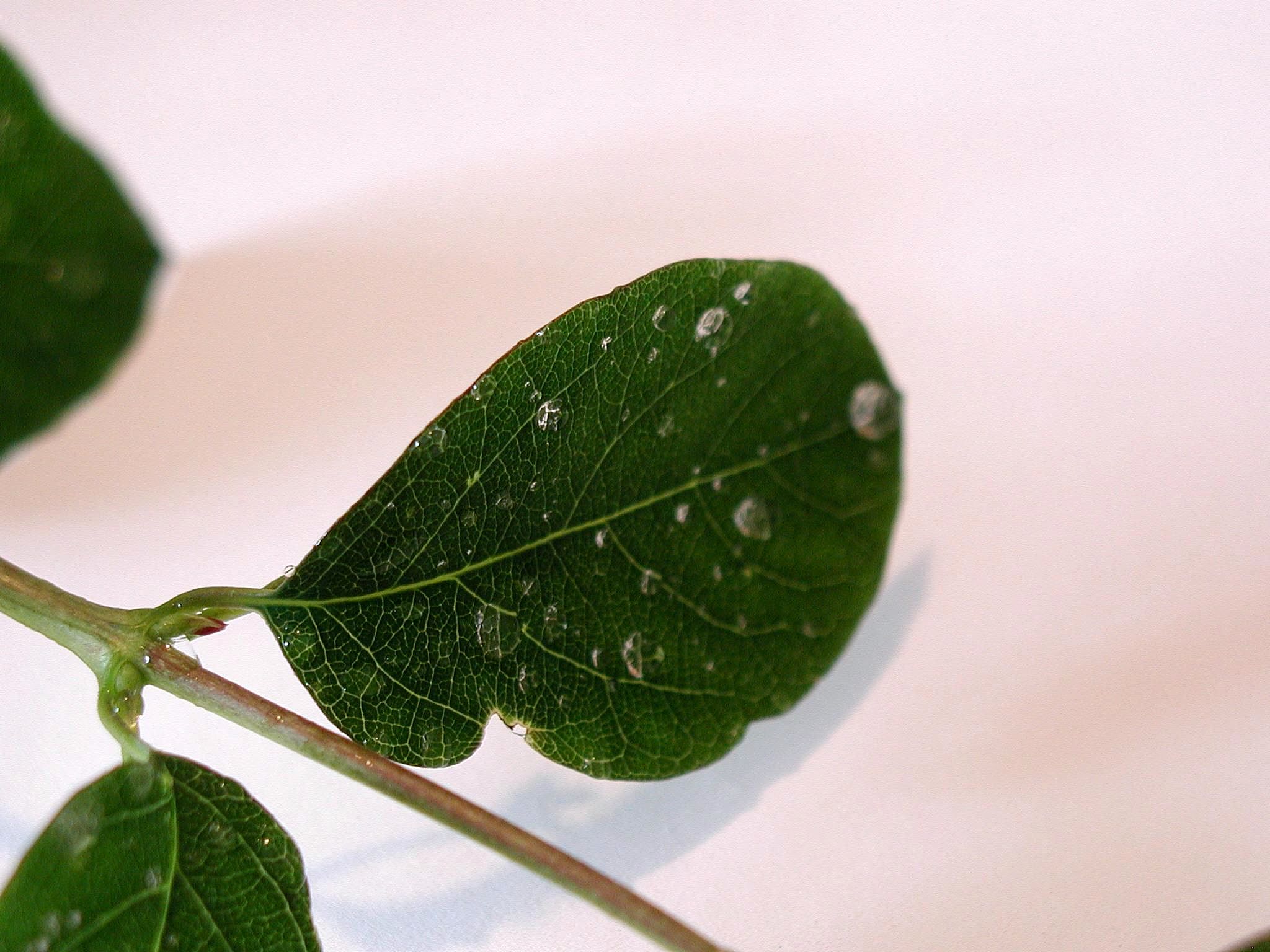 Watering leaves. Листья фото. Листья на воде. Лист с каплями. Лист с каплями на белом.