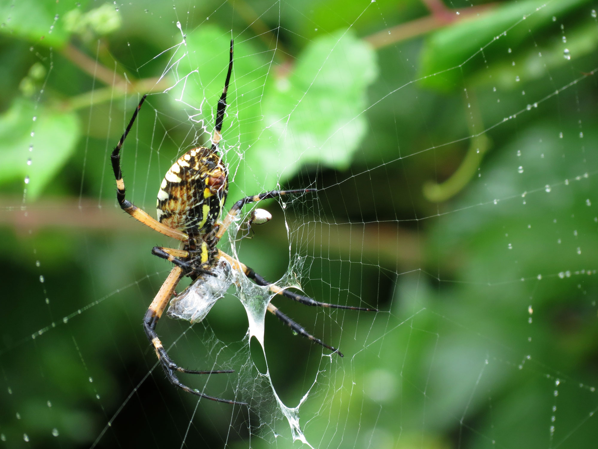 Клоп крестовик. Жёлтый сад паук. Сингапурский паук. Spider eating Fly at our community Garden.