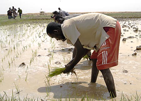 File:Mali ricefarmers.jpg