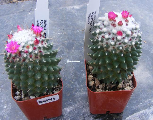 File:Mammillaria polythele 1.jpg