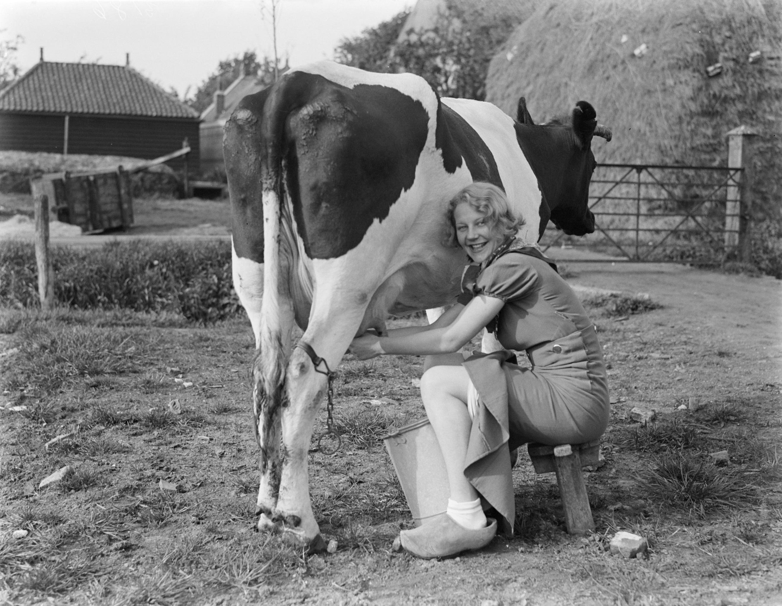 Человек е корову. Бабка доит корову. Фотосессия с коровой. Женщина корова.