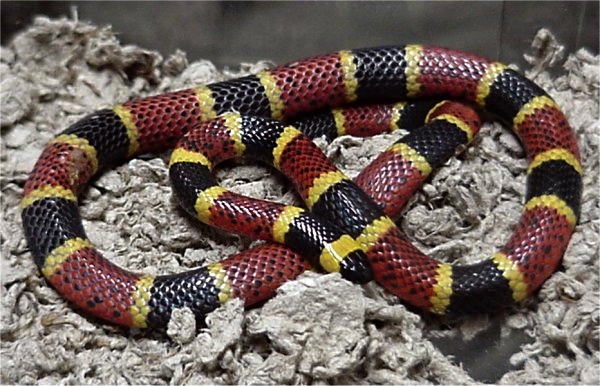 A model (to be mimicked), the venomous and genuinely aposematic coral snake