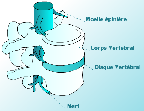 moelle épinière