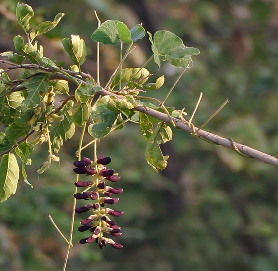 File:Mucuna pruriens (Khajkuiri) in Kawal, AP W2 IMG 1506.jpg