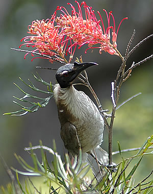 Plik:Noisyfriarbird.jpg