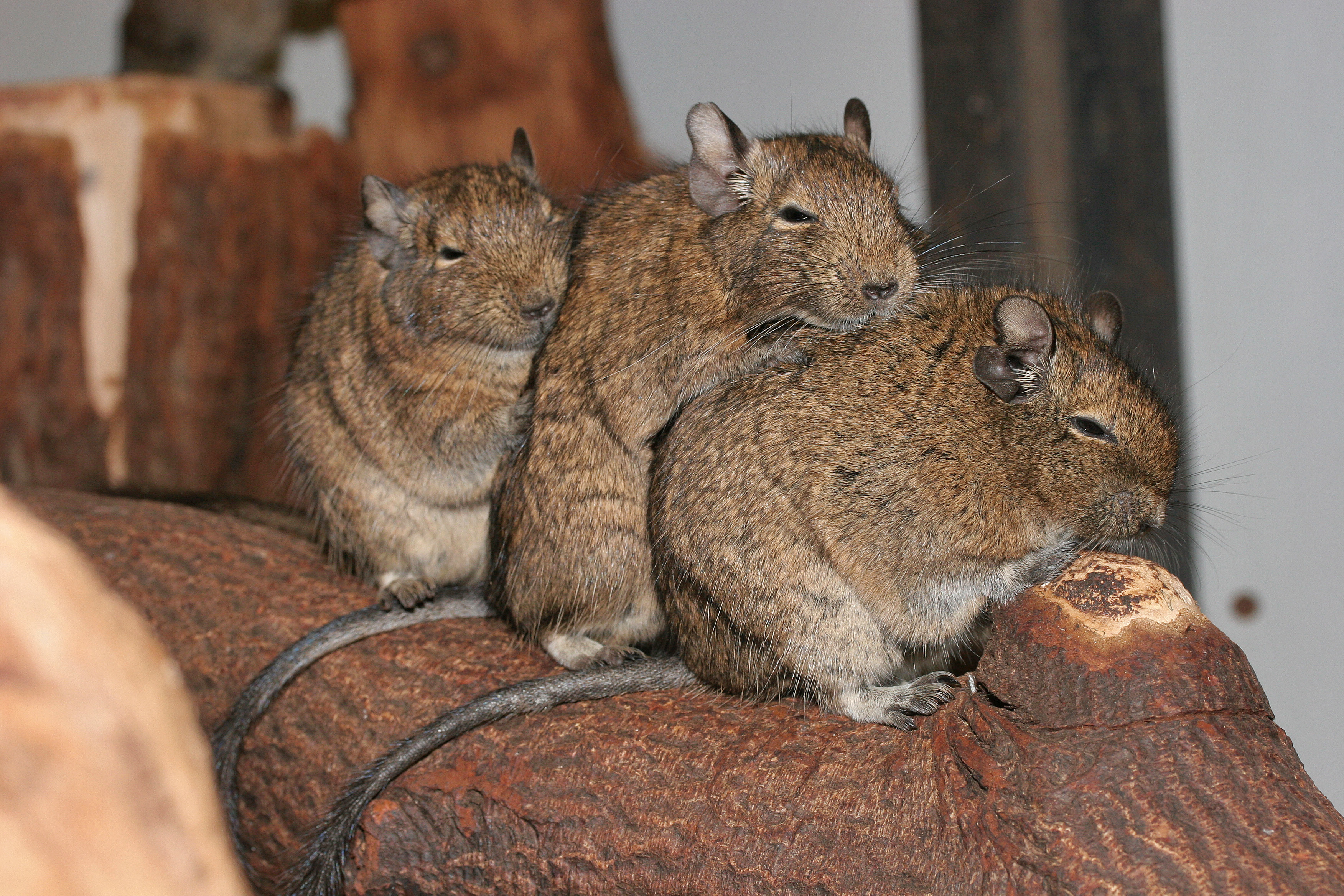 file-octodon-degus-artis-zoo-netherlands-8b-jpg-wikipedia