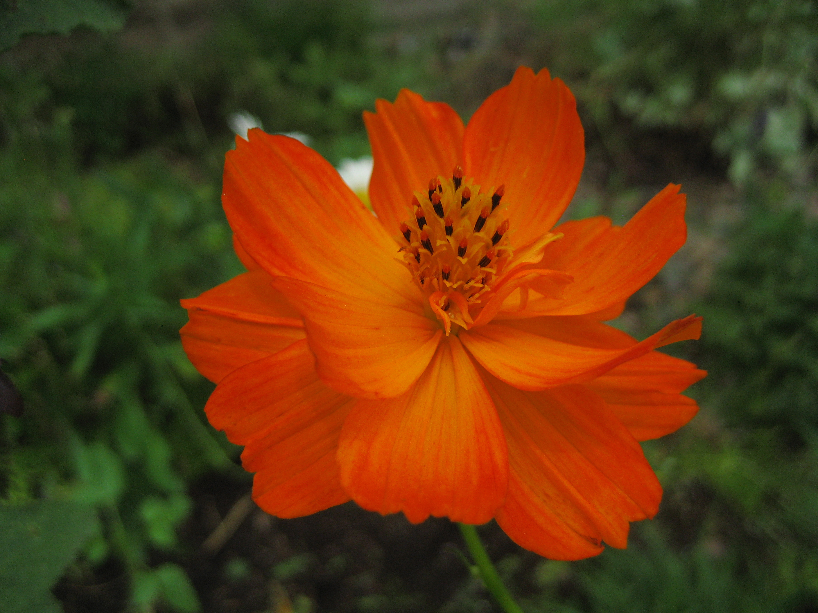 File:Orange Cosmos sulphureus.jpg - Wikimedia Commons