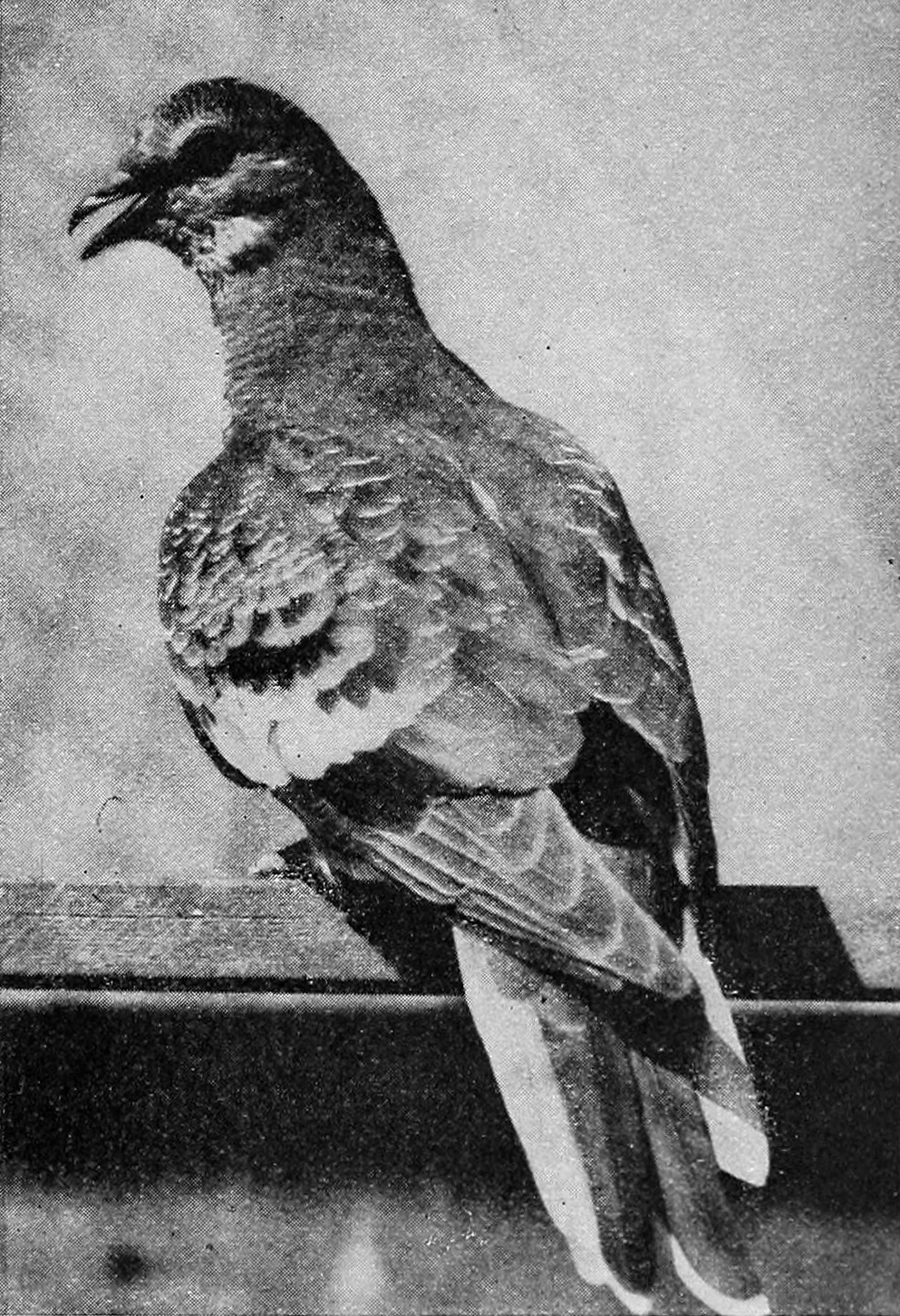 Passenger pigeon.