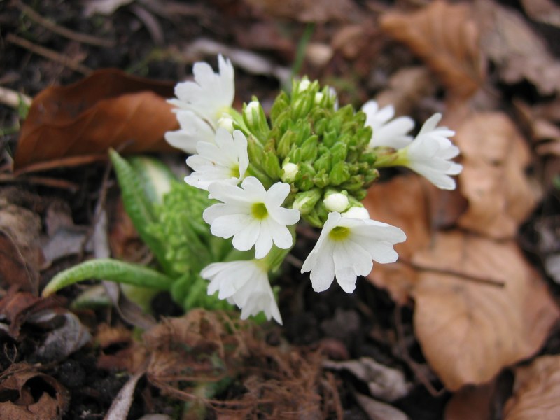 File:Primula denticulata white.jpeg