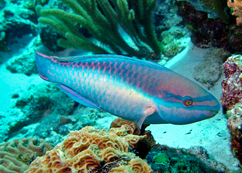 File:Princess-parrotfish.png