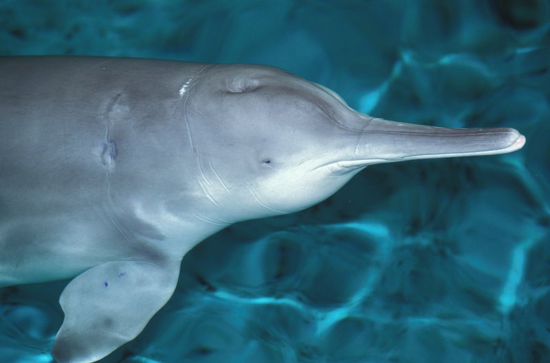 File:Qiqi, a Chinese River Dolphin (Baiji) 26.jpg