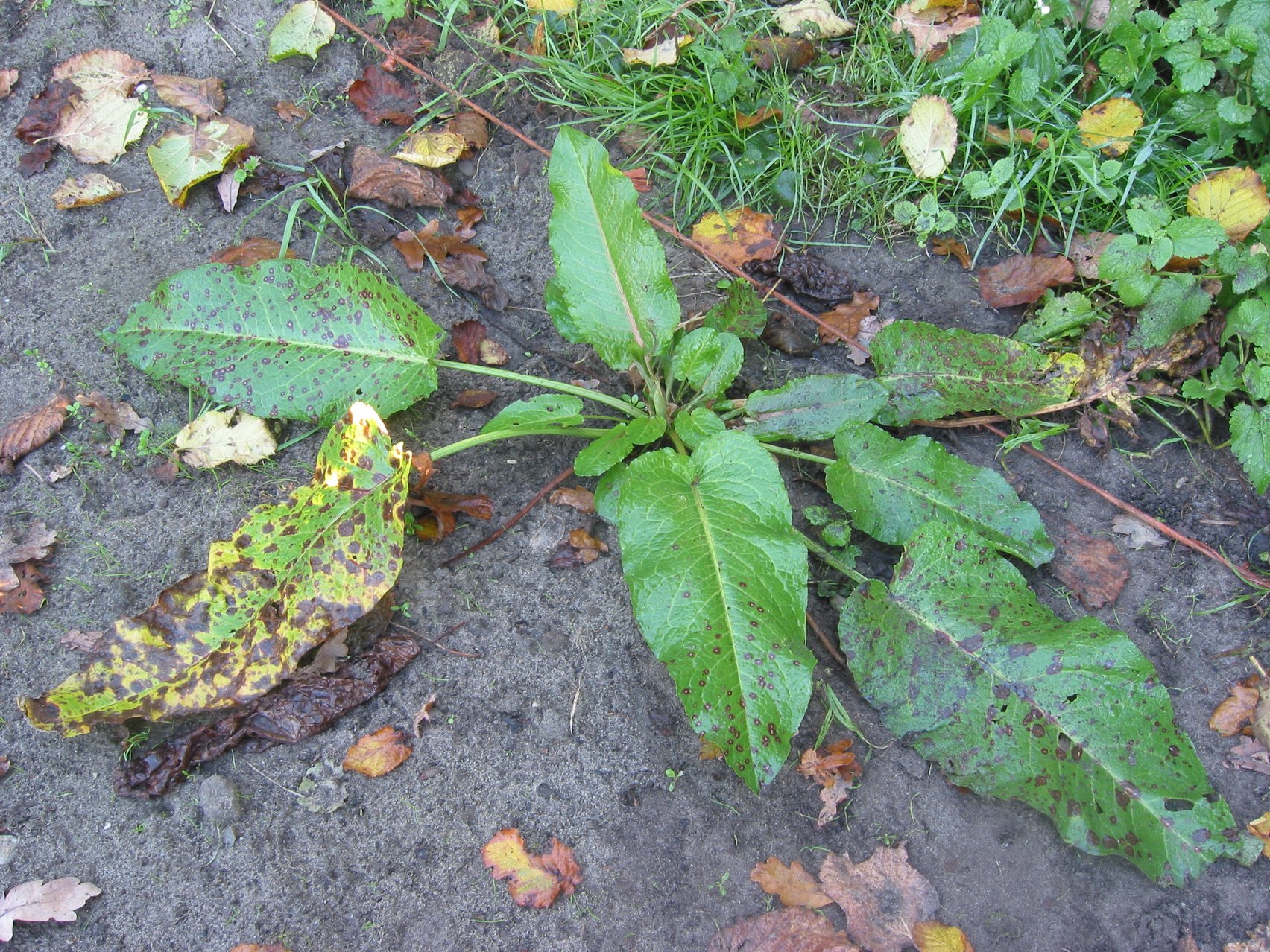 Щавель персик ракушка у девушек фото 18. Rumex obtusifolius. Щавель цветет. Щавель на Чукотке. Болезни щавеля и борьба с ними фото.