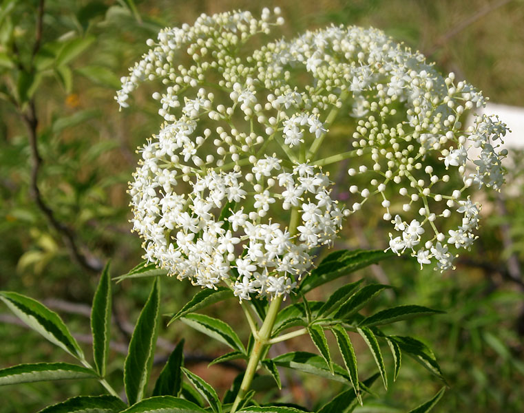 Sureau - Plante médicinale recherchée pour ses grandes vertus.