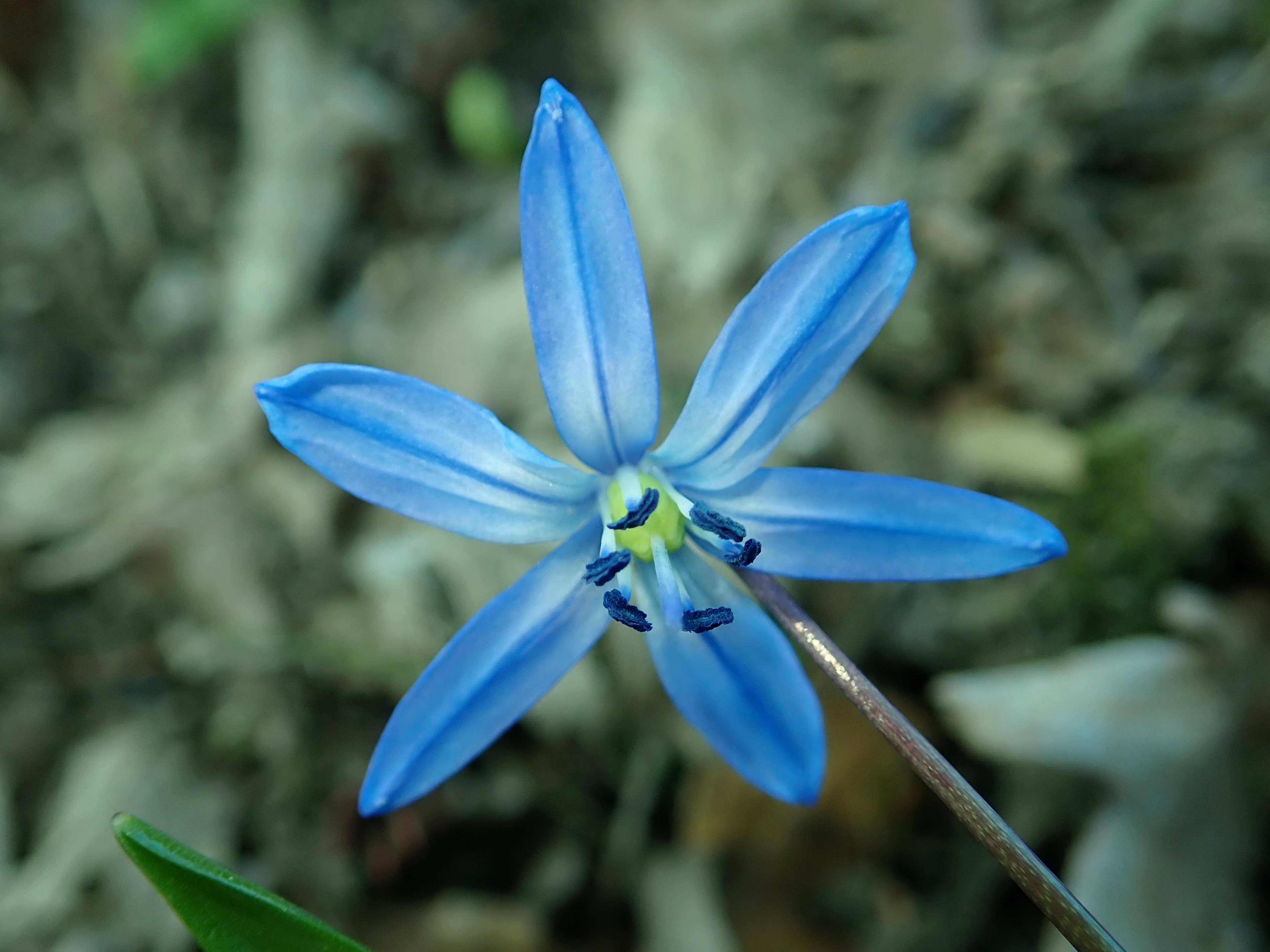 Пролеска Сибирская Scilla Siberica