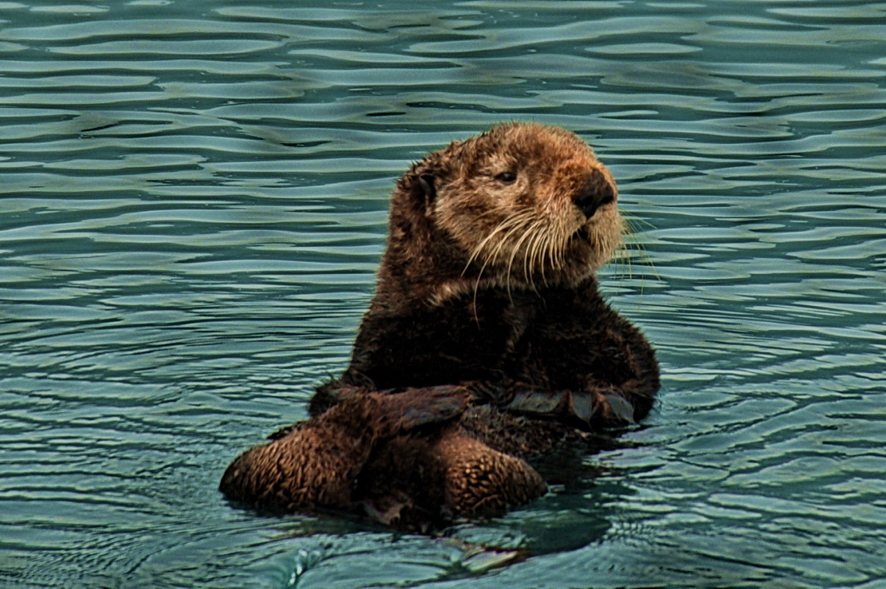 Sea otter - Wikipedia