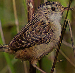 File:SedgeWren23.jpg