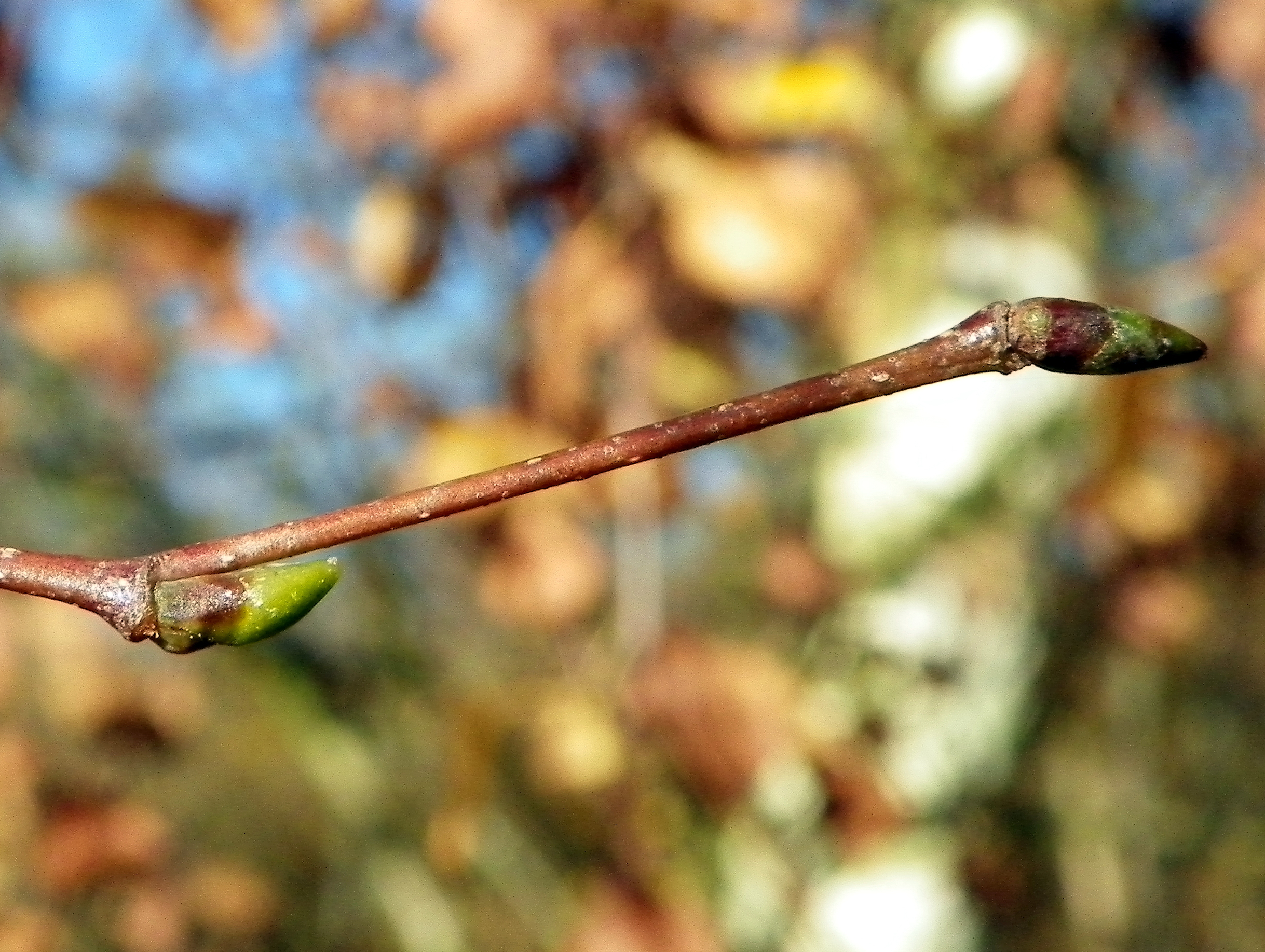 File:Birch twigs.jpg - Wikimedia Commons