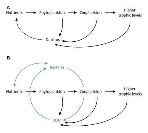 Chain diagram