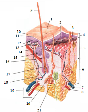 File:Skin-no language.PNG