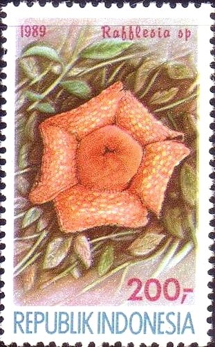 File:Stamp of Indonesia - 1989 - Colnect 256561 - Rafflesia sp.jpeg