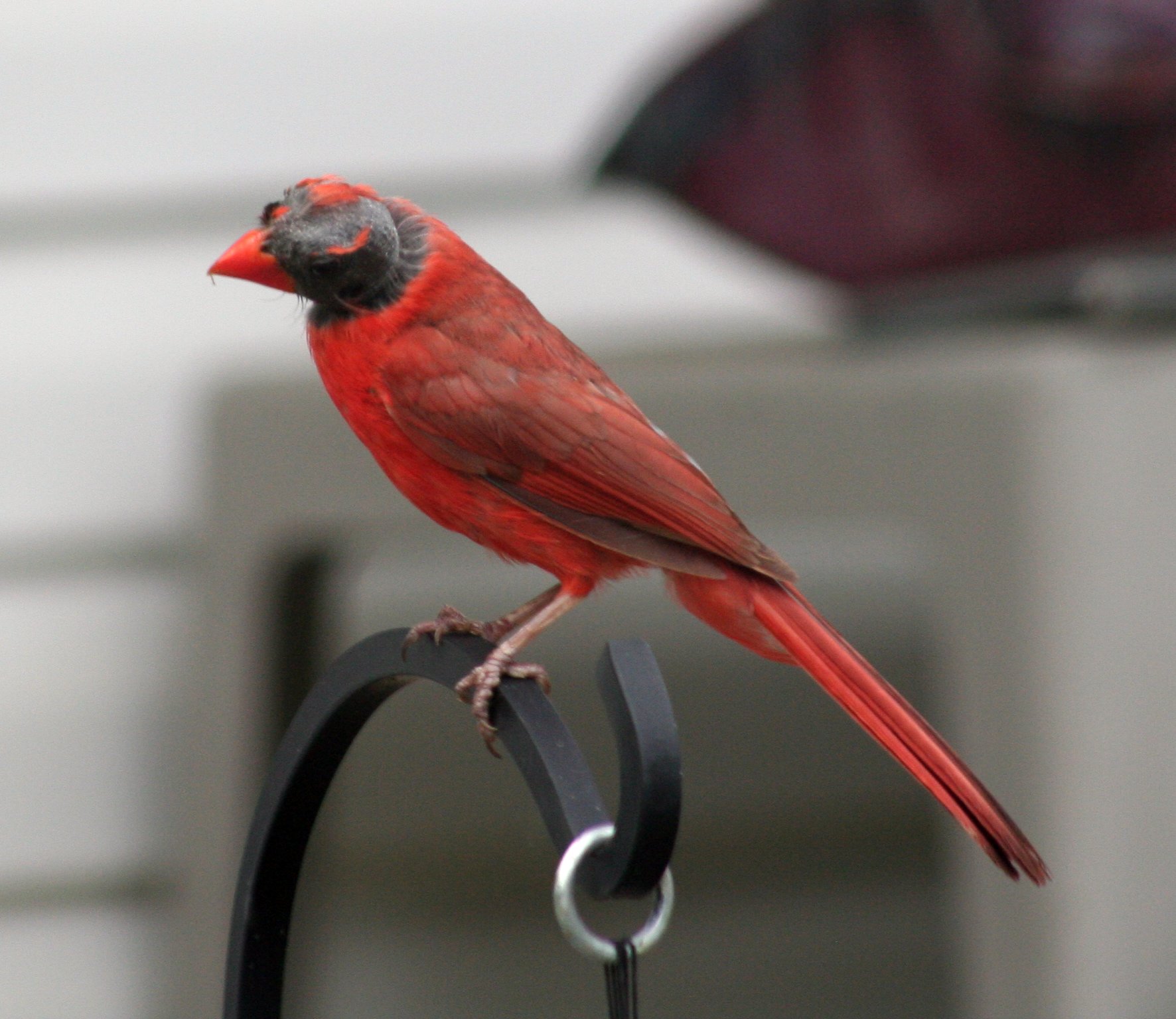 beliefs about red birds
