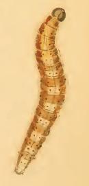 Larva Swammerdamia pyrella larva.JPG