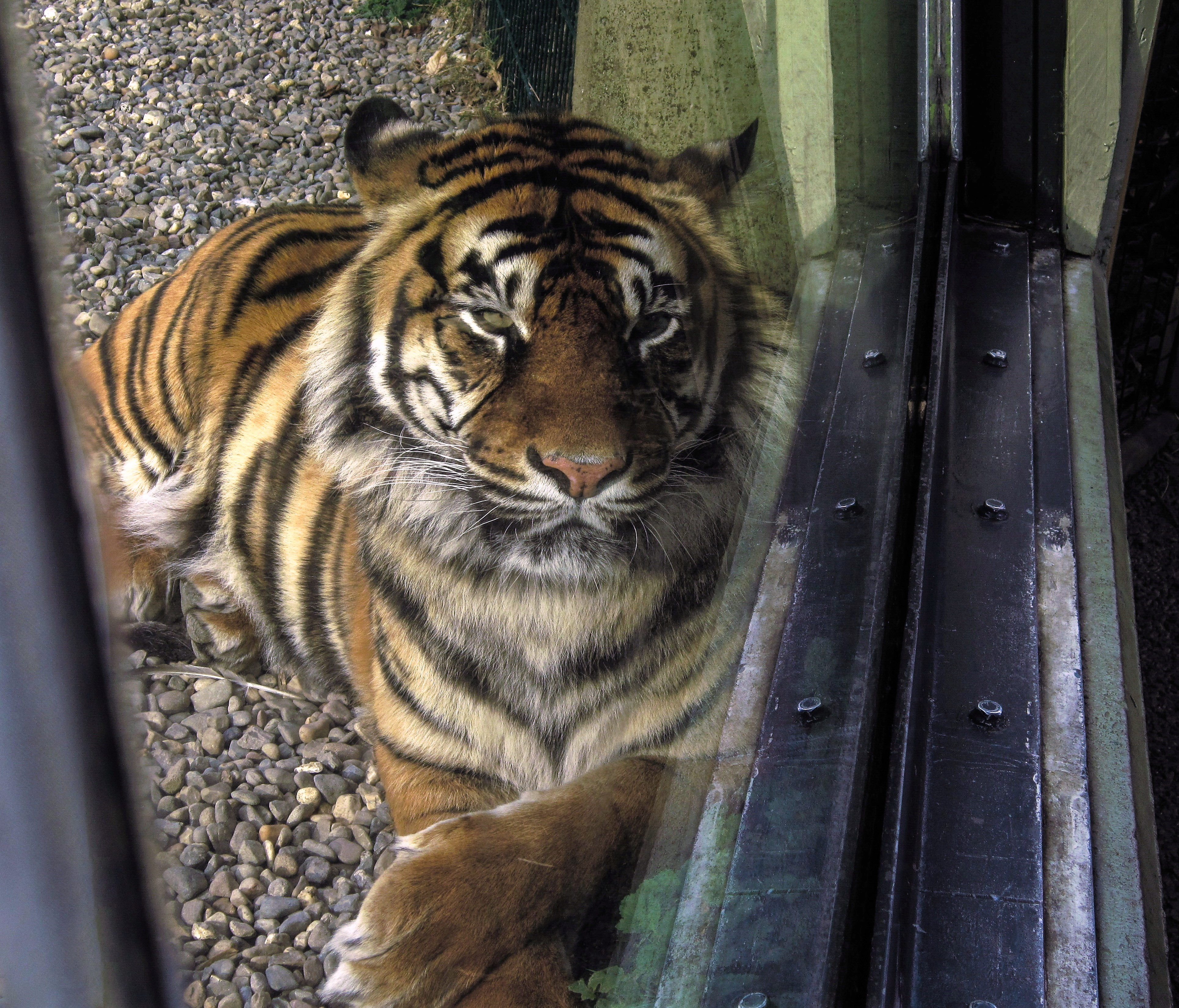 Asia Pulp & Paper - #DidYouKnow Sumatran tiger are the shortest in
