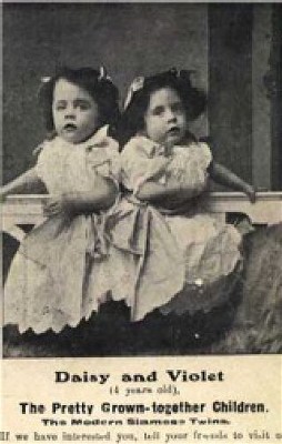 File:Violetdaisybabies.jpg