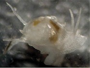 <span class="mw-page-title-main">Galeommatidae</span> Family of bivalves