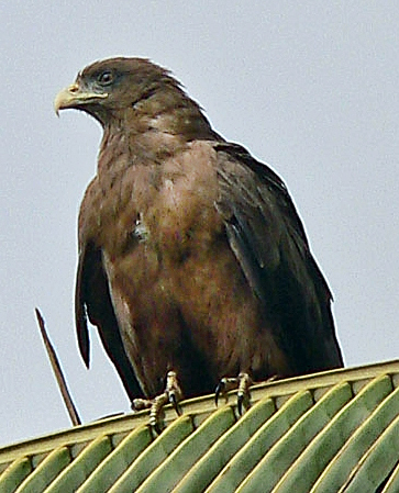 File:Yellow-billed kite cropped.jpg