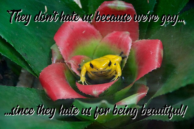 File:Yellow poison dart frog at Chester Zoo (with comedic edits).png