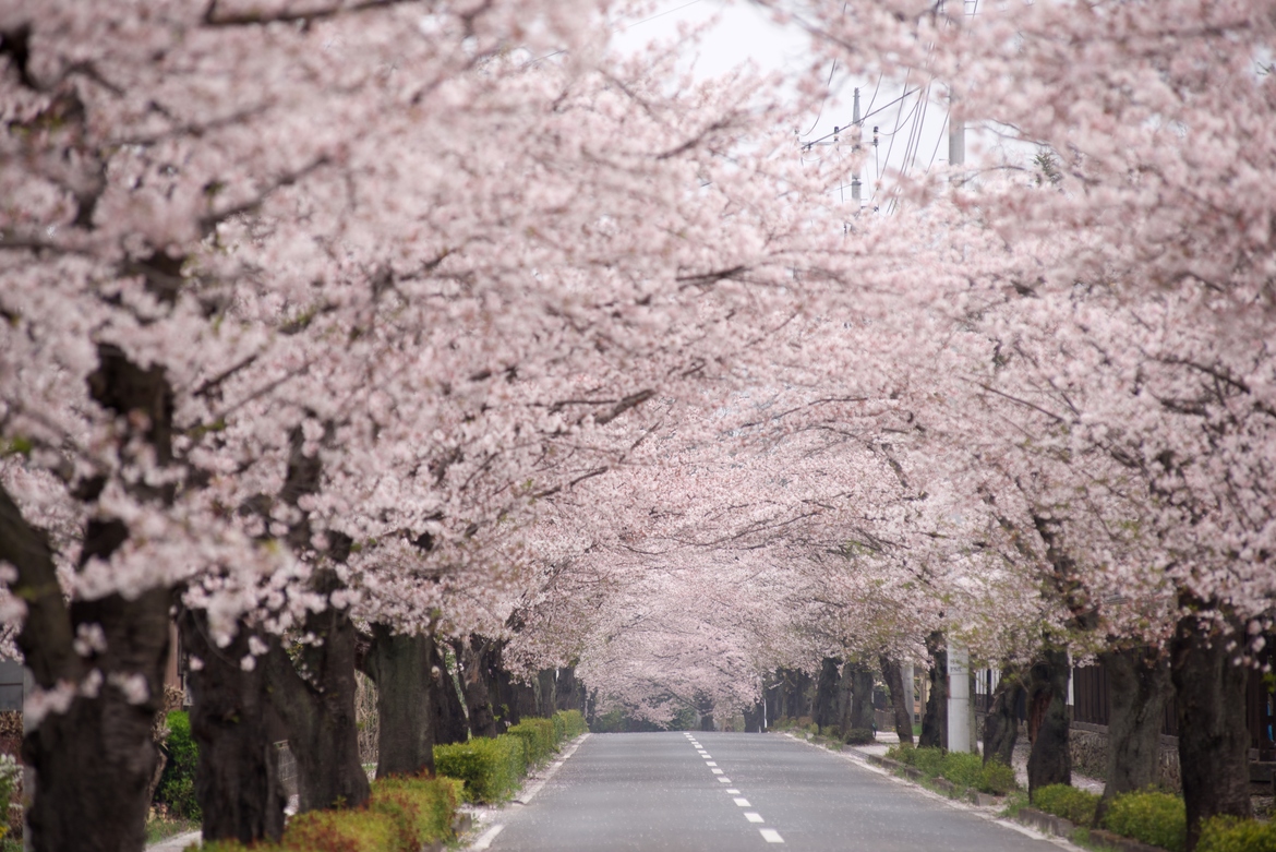 Цветущая Сакура дорога
