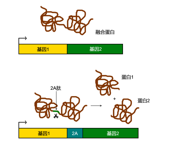 File:(zh)2A peptide Working Mechanism.jpg