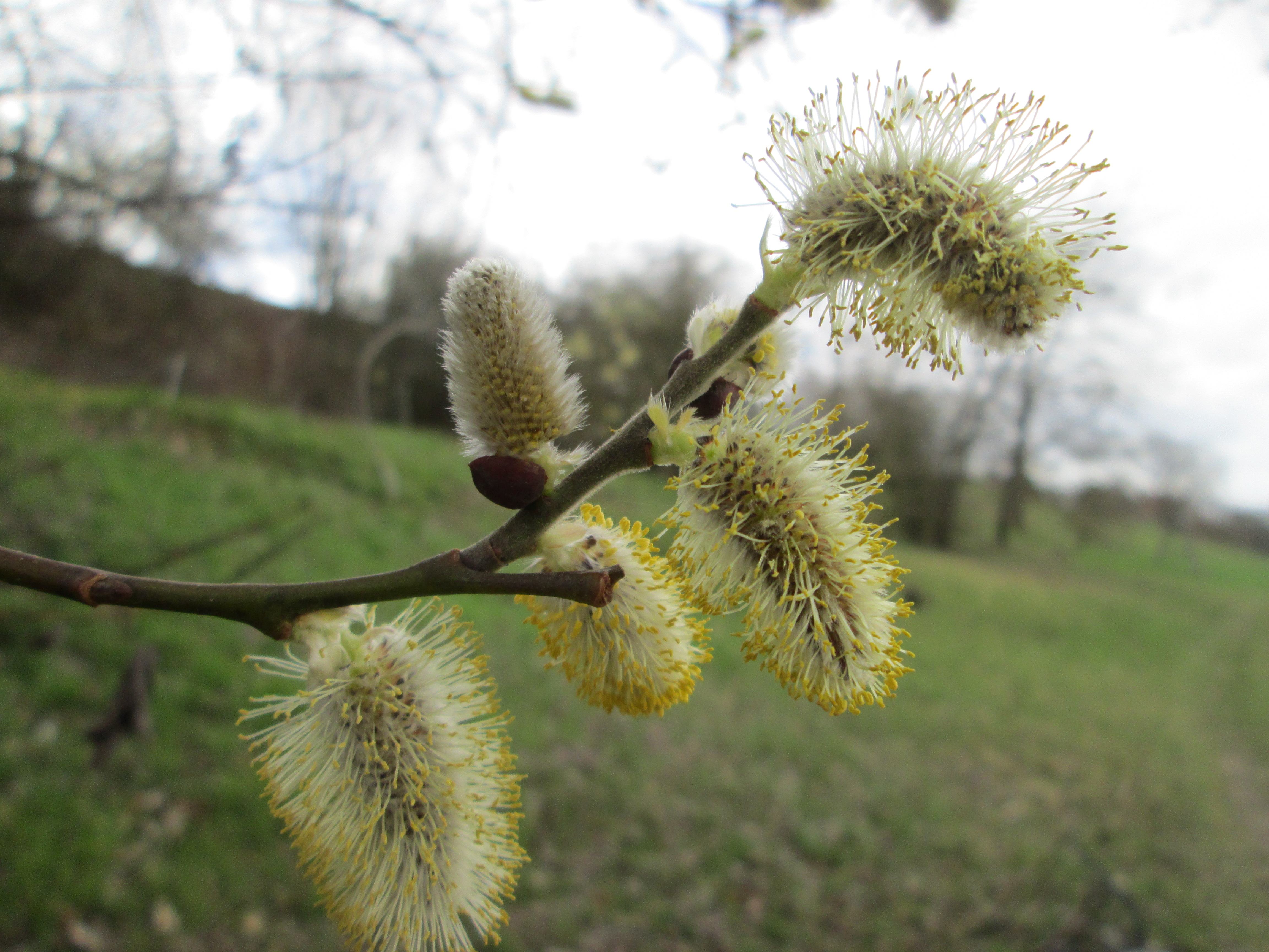 Salix caprea РїР»РѕРґС‹