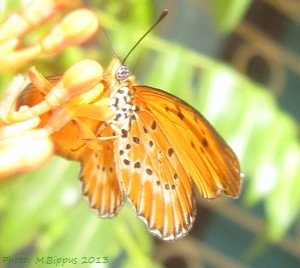 <i>Acraea calida</i> Species of butterfly