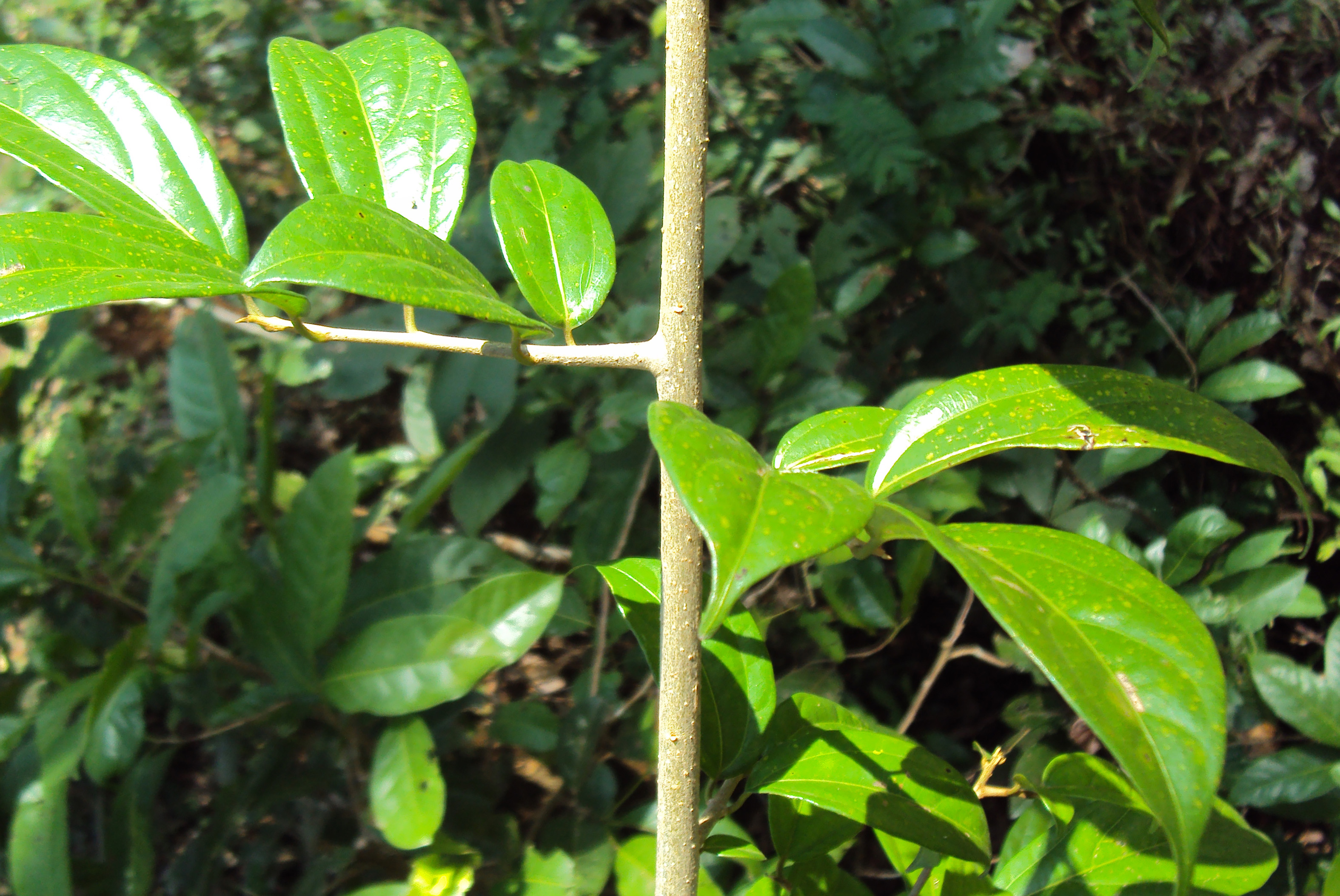 10 leaves. Алангиум платанолистный. Алангиум. Alangium salviifolium subsp. Hexapetalum. -Алангиум сальвиифолиум.