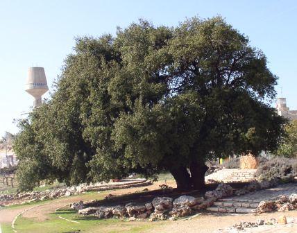 Soubor:Alon Gush Etzion.JPG