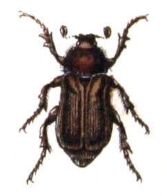 File:Amphimallon.assimile.-.calwer.19.11.jpg