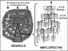 Relation of amylopectin to starch granule