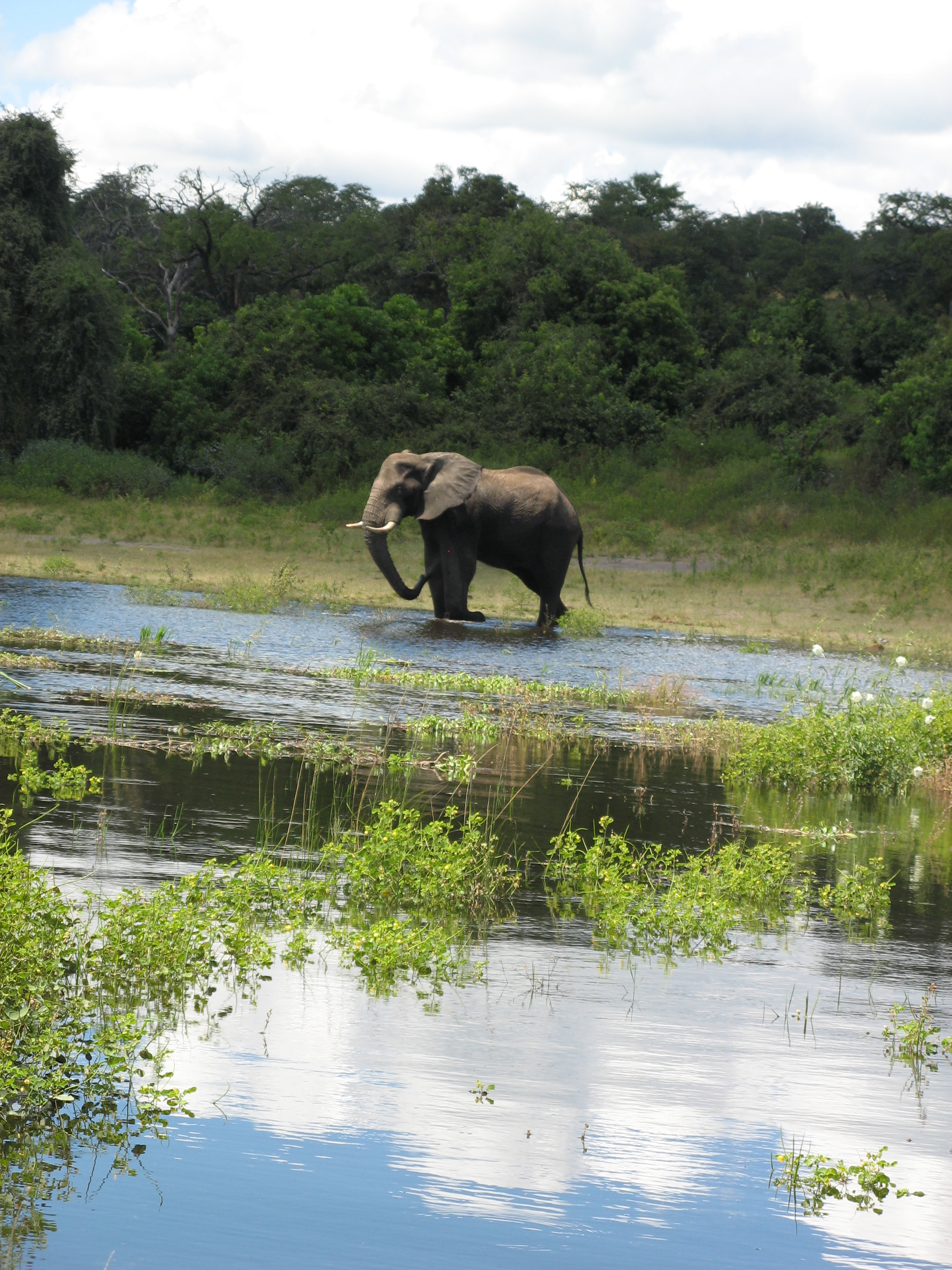 Elephant river. Чобе. Национальный парк Чобе. Национальный парк Чобе Ботсвана герб. Национальный парк Чобе панорамный вид.