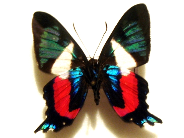 File:Ancyluris formosissima.jpg