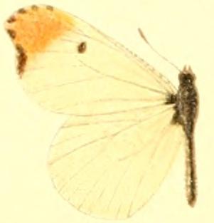 File:Anthocharis midea.JPG