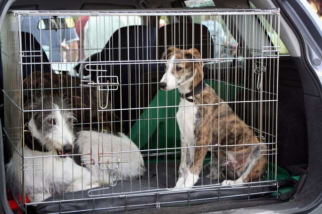 File:Awaiting their turn - geograph.org.uk - 1418015.jpg