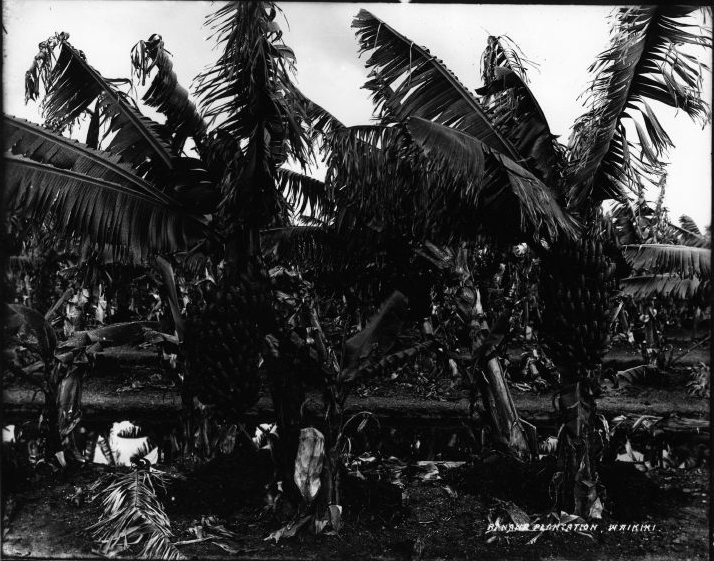 File:Banana Plantation (2), photograph by Brother Bertram.jpg